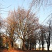 Trees in Vernon Park 2 by oldjosh