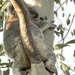 splat! by koalagardens
