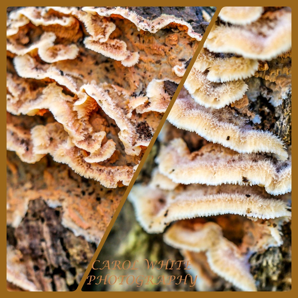 Fungi by carolmw