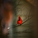 Cardinal by novab