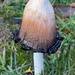 Mushroom by shutterbug49