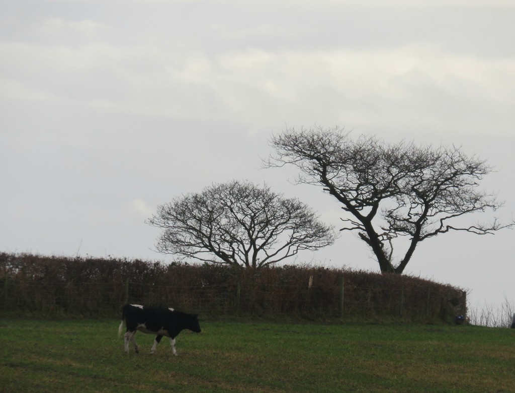 Two trees and a cow  by countrylassie