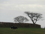 5th Dec 2019 - Two trees and a cow 