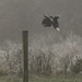 Magpie in Flight by shepherdmanswife