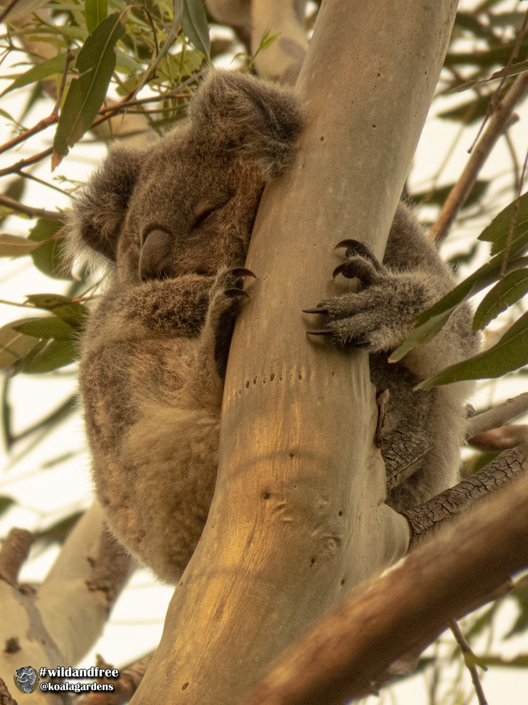 next generation by koalagardens
