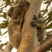 next generation by koalagardens