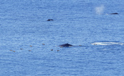 9th Dec 2019 - Whale Back, Blow and Tail and Pelicans