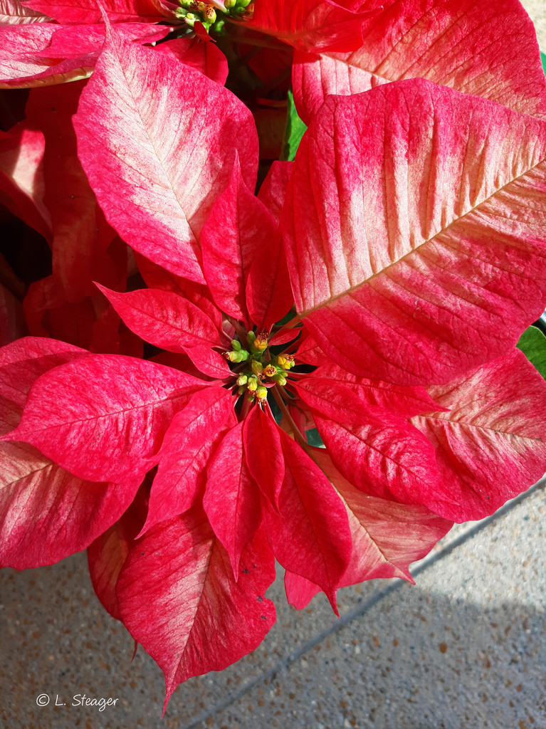 Red with white Poinsettia by larrysphotos