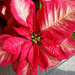 Red with white Poinsettia by larrysphotos