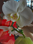 8th Dec 2019 - White orchid