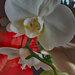 White orchid by larrysphotos