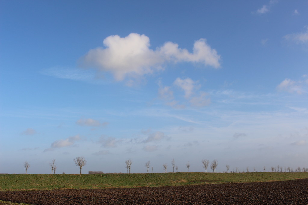 Bare trees. bare soil and a blue sky by pyrrhula