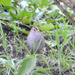 Not So White-Crowned Sparrow by stephomy
