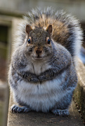 7th Dec 2019 - Fattened up for Winter