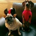 Annie the Pug and Buddy the Doxie  by clay88