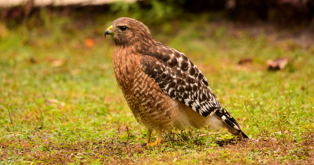 Red Shouldered Hawk After a Snack! by rickster549