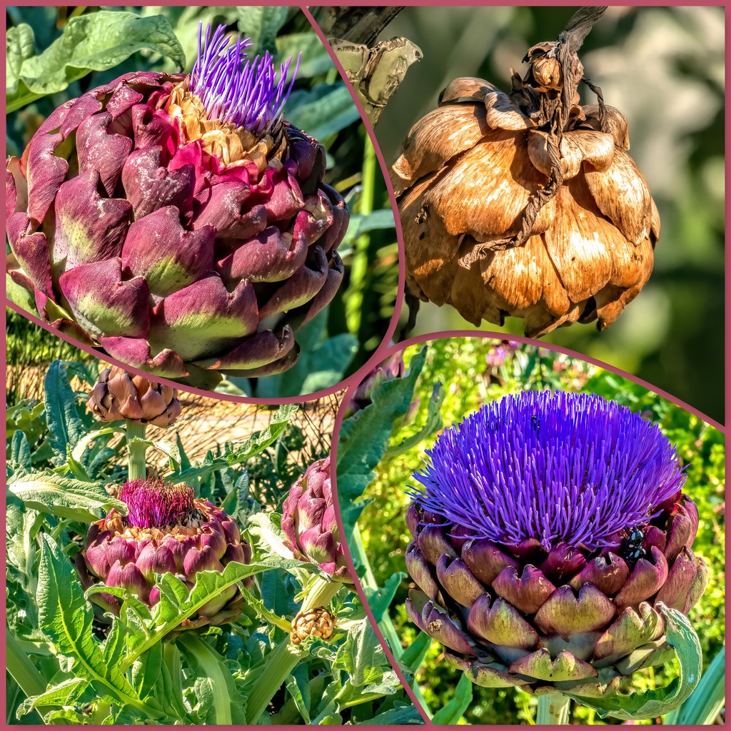 The different stages of Artichokes by ludwigsdiana