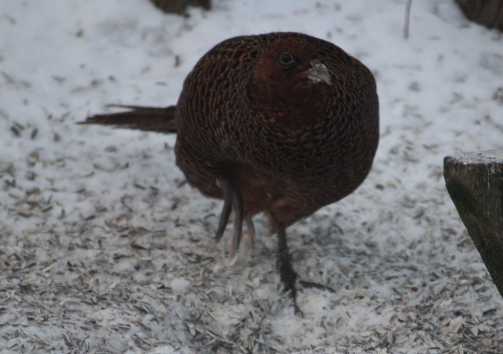 365-Pheasant scraping IMG_2935 by annelis