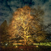 Illuminated Tree by rosiekerr