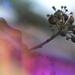 Ivy berries..... by ziggy77