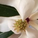 Magnolia  by narayani