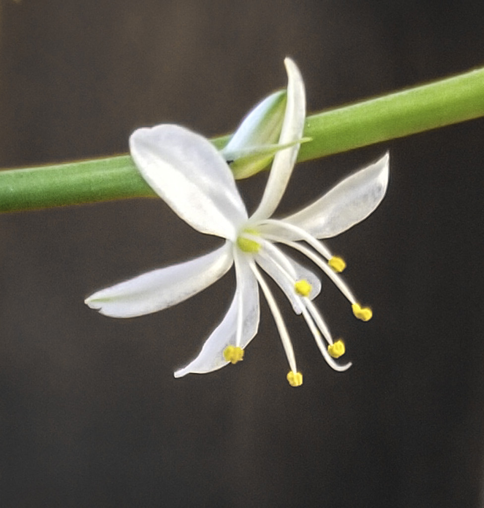 Spider Plant is blooming by houser934