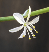 22nd Oct 2019 - Spider Plant is blooming