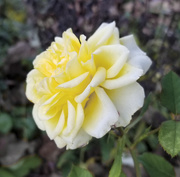 29th Oct 2019 - Late Rose Yellow