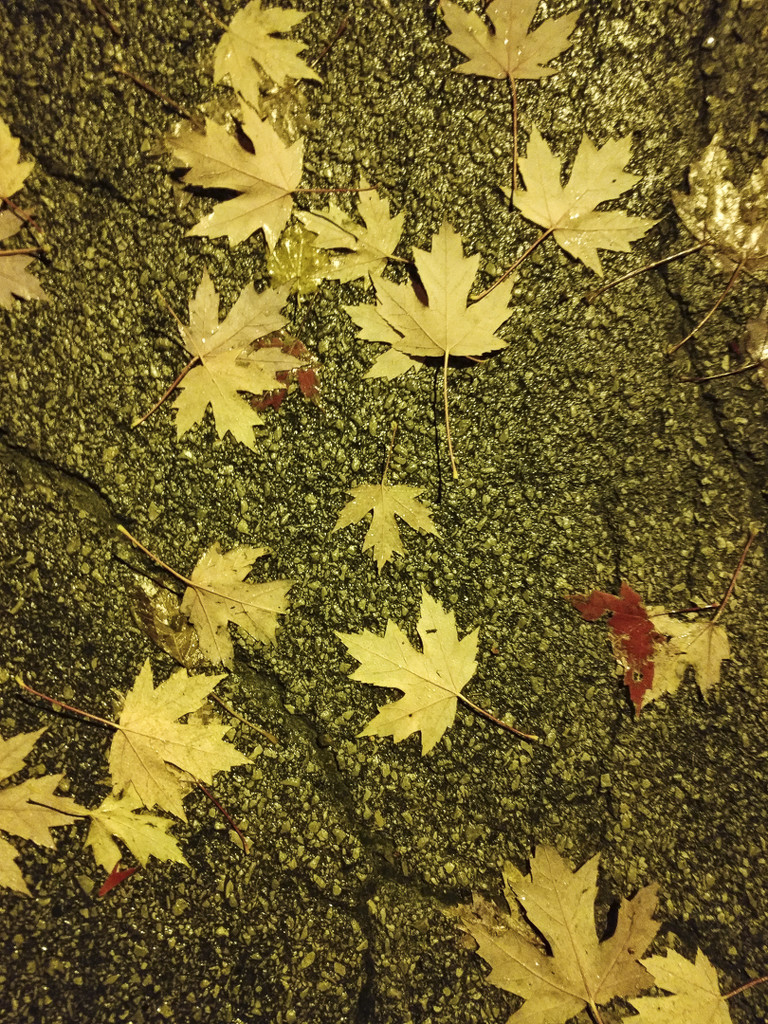 Leaves under streetlight by houser934