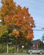 24th Oct 2019 - Fall Color in the Neighborhood