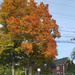 Fall Color in the Neighborhood by houser934
