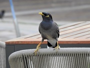 3rd Nov 2019 - Common or Indian Myna