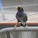 Common or Indian Myna by susiemc