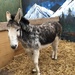 Christmas Donkey by susiemc