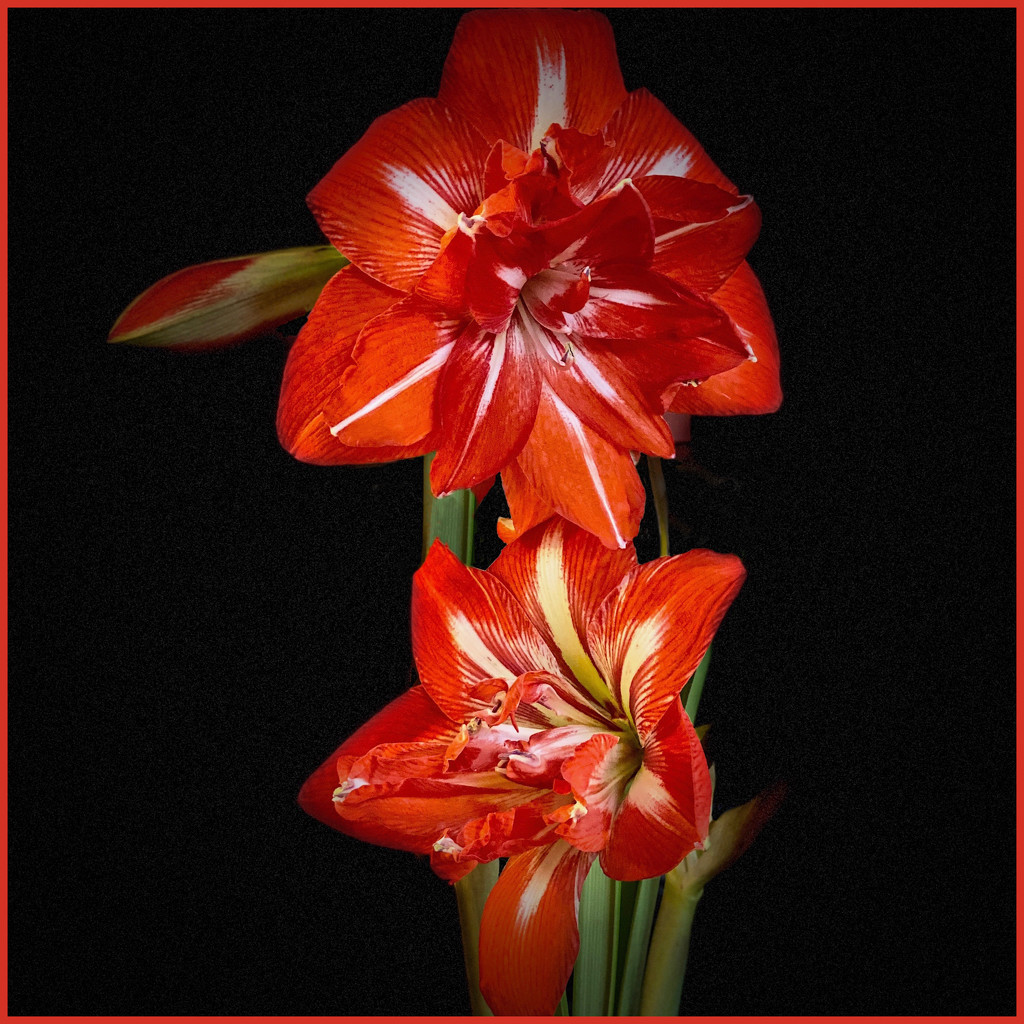 First Amaryllis of the Season by berelaxed