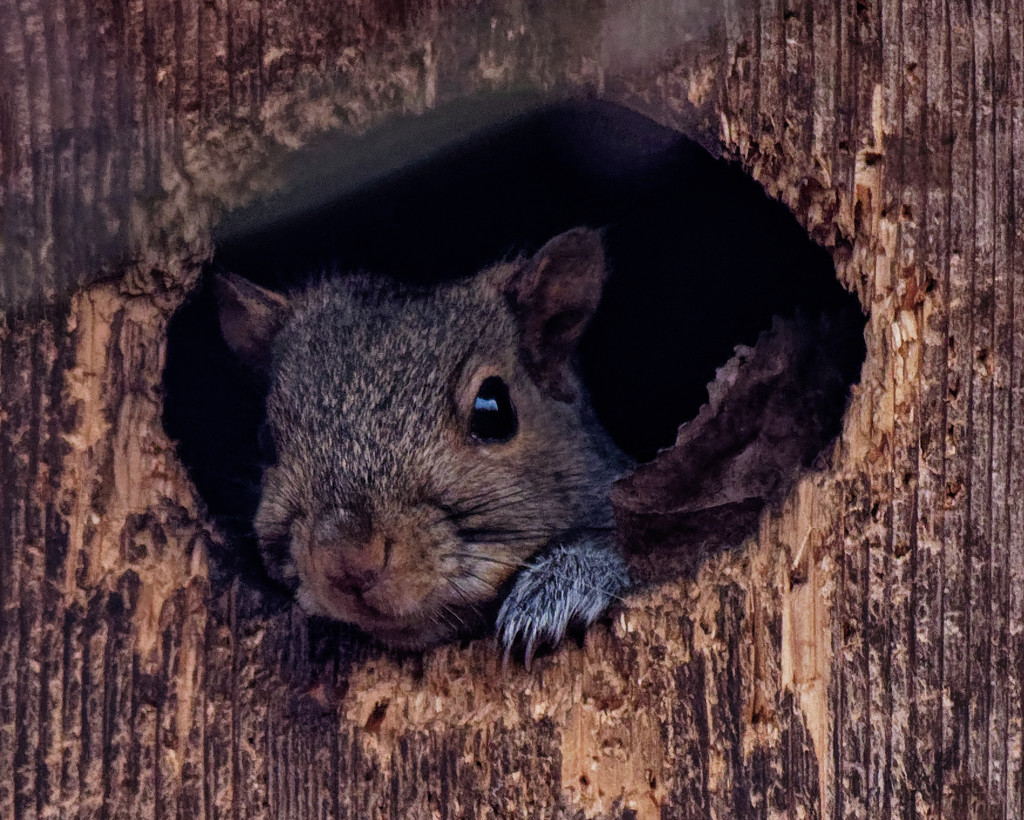 squirrel in a birdbox by rminer