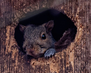 9th Dec 2019 - squirrel in a birdbox