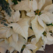White Poinsettia by larrysphotos
