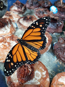 9th Dec 2019 - Monarch butterfly