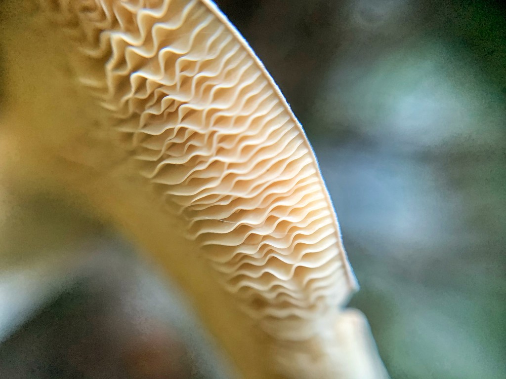 Mushroom in diagonale.  by cocobella