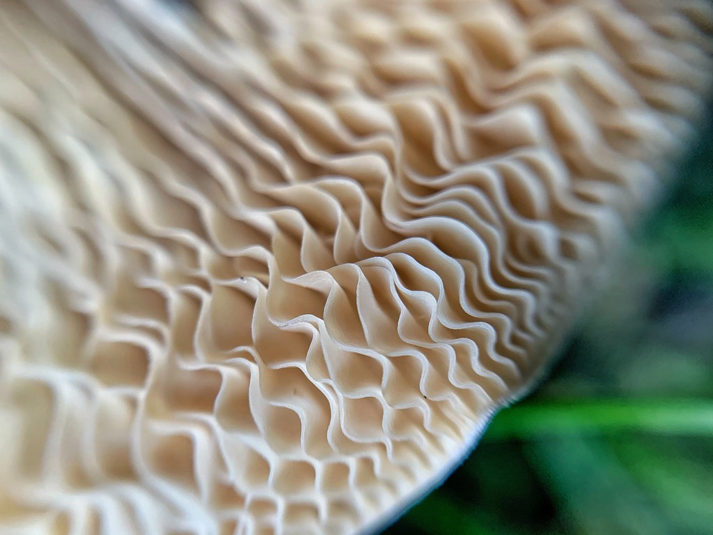 Mushroom macro.  by cocobella