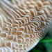Mushroom macro.  by cocobella