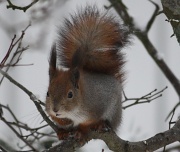 5th Jan 2011 - 365-Squirrel IMG_2938