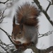 365-Squirrel IMG_2938 by annelis