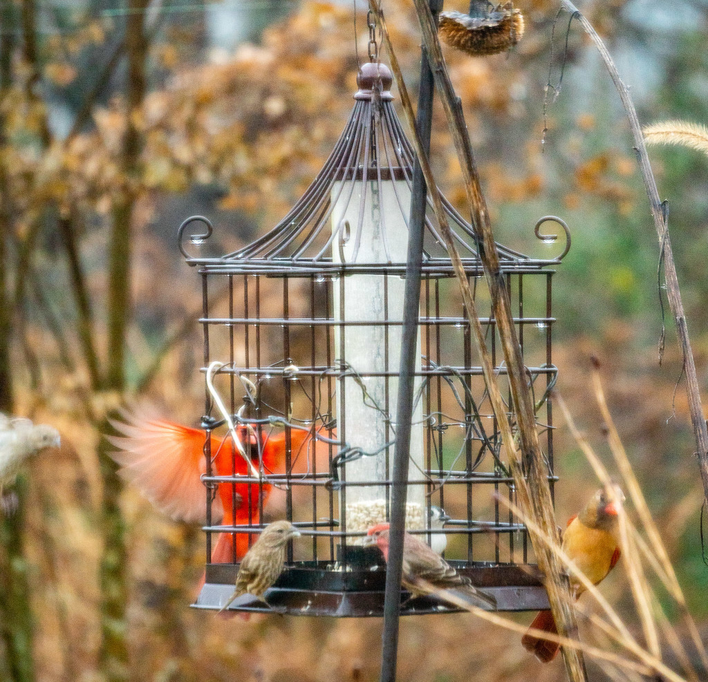 Active day at the feeder by randystreat