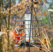 9th Dec 2019 - Active day at the feeder