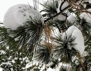 9th Dec 2019 - Snowy Pine Needles