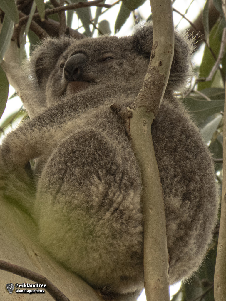 day three by koalagardens