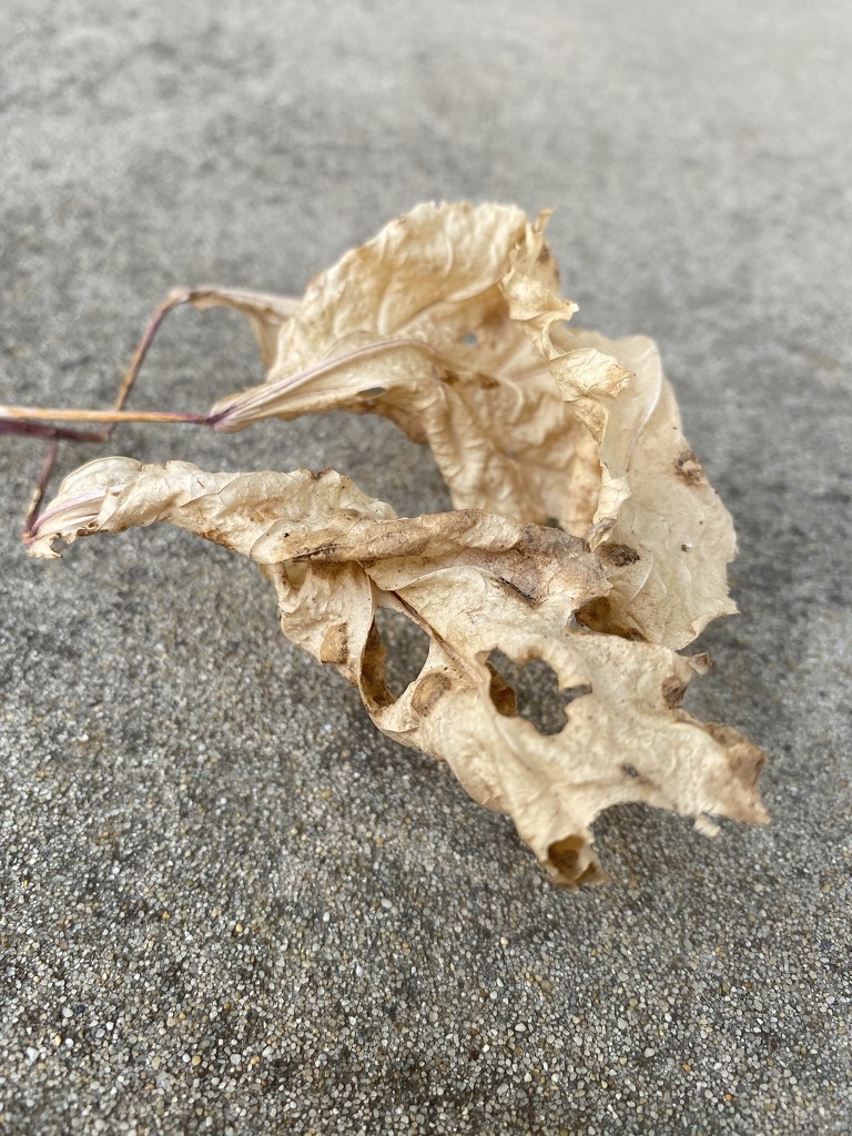 Leaf by kjarn