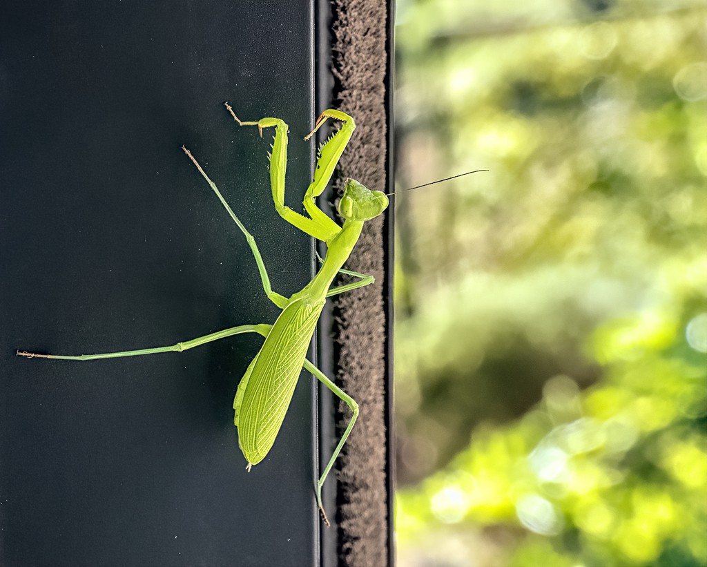 Praying Mantis by ludwigsdiana